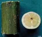 Passiflora_edulis. Vine stem bark and vine stem transverse section