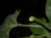 Passiflora edulis Sims