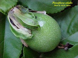 Passiflora edulis