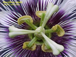 Passiflora edulis