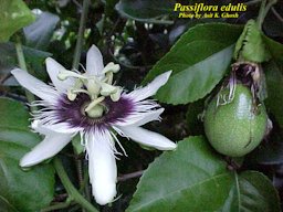 Passiflora edulis