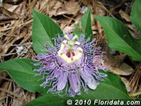 Maypop flower