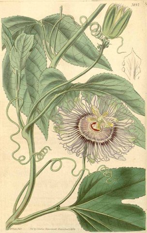 Passiflora edulis Sims [as Passiflora incarnata L.]