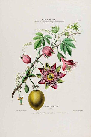 Passiflora edulis Sims [as La pomme grenadille]