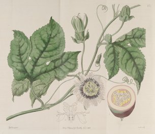 Passiflora edulis Sims [as Passiflora incarnata L.