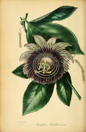 Passiflora edulis Sims [as Passiflora middletoniana Paxton]e