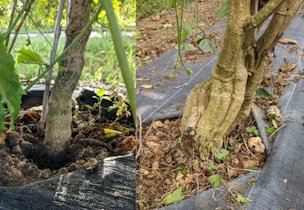 Comparing a healthy stem of a yellow passion fruit rootstock, left, to a yellow seedling with canker