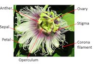 Diagram of flower anatomy