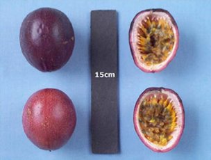 'Possum Purple’ passion fruit