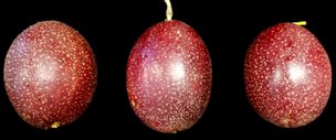 'Panama Red’ fruit