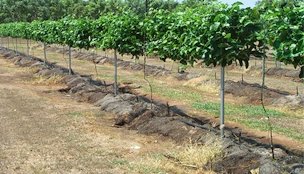 Training passion fruit plant on a vertical trellis.