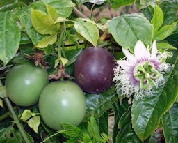 Fruits, flower and leaves