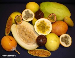 Frutos de las principales especies cultivadas de Passiflora en Colombia
