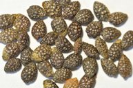 Passion fruit seeds