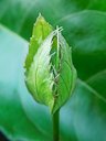 Inflorescence de Passiflora edulis