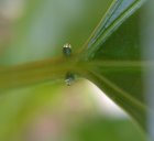 Nectar droplets on the extrafloral nectaries of a Passiflora edulis seedling (maracuja)