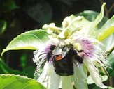 Carpenter bee on Yellow grenadilla flower. Passiflora edulis.