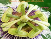 Appareils reproducteurs male et femelle, Passiflora edulis