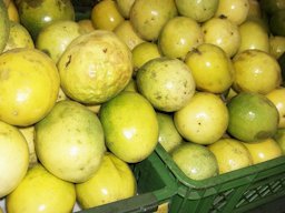 Yellow maracuya harvested (P. edulis var. flavicarpa)."