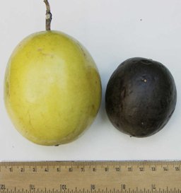Purple and yellow passion fruits, side by side, showing differences in size. A ruler is shown for comparison.