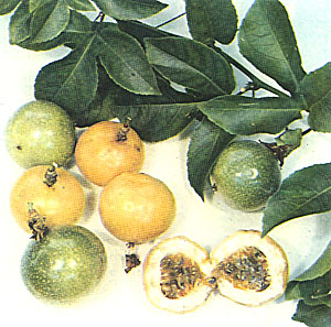 YELLOW PASSIONFRUIT, Passiflora edulis var. flavicarpa