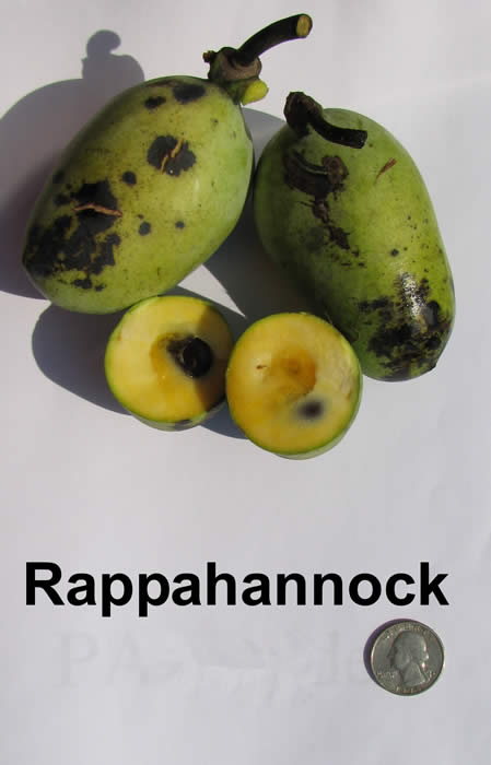 Rappahannock