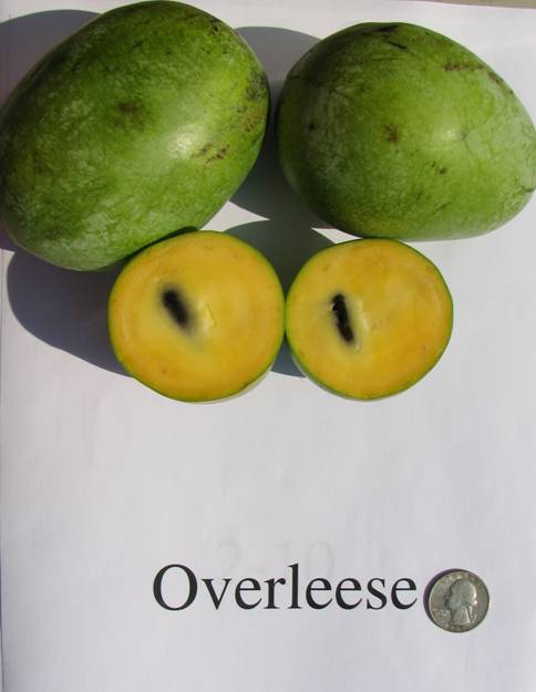 Overleese