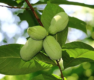 Pawpaw growing along the C&O canal