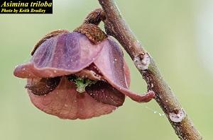 Asimina triloba