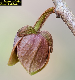 Asimina triloba