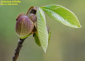 Asimina triloba