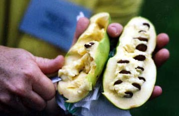 Common pawpaw