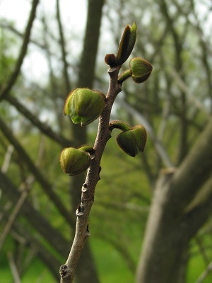 Austrieb an einer Pawpaw (Asimina triloba) im Botanischen Garten Berlin