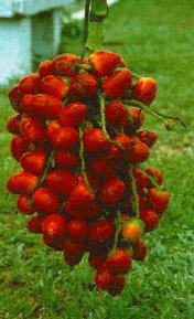 A 10 kg fruit bunchy fruit.