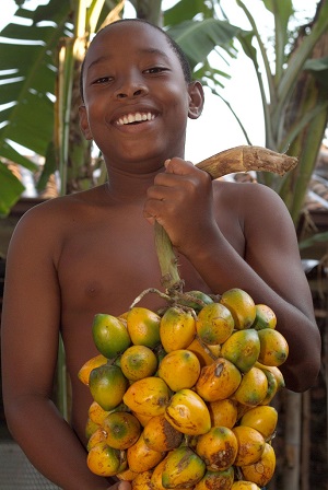 Tropical fruit - Peach Palm - Chontaduro