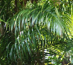 Bactris gasipaes leaves