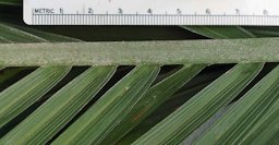 Bactris gasipaes abaxial leaf rachis with tomentum