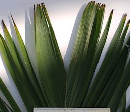 Bactris gasipaes abaxial leaflet tips