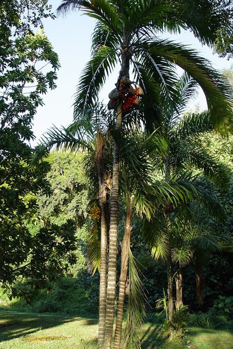 Peach Palm, Bactris gasipaes