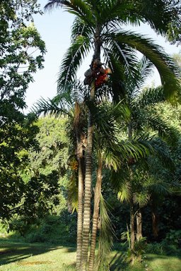 Bastris gasipaes