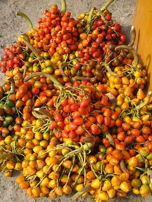 Harvested fruits