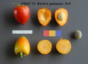 Bactris gasipaes B-8