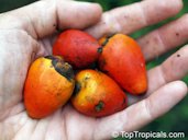 Peach Palm Fruit