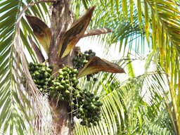 Pupunheira (Bactris gasipaes)