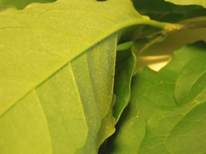 Underside of leaf