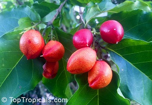 Fruit cluster