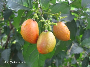 Peanut Butter tree fruit