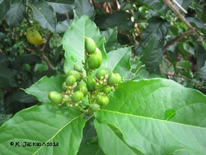 Fruit forming