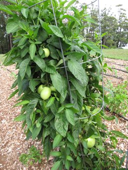 Solanum muricatum (Pepino dulce, melon pear), Fruiting habit in vegetable garden, Olinda, Maui, Hawai'i.