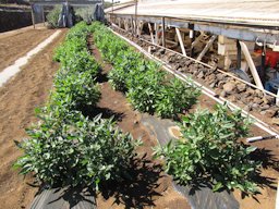 Solanum muricatum (Pepino dulce, melon pear), habit, Kula Experiment Station, Maui, Hawai'i.